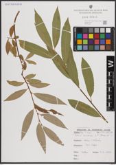 Foto von Salix excelsa S. G. Gmel.